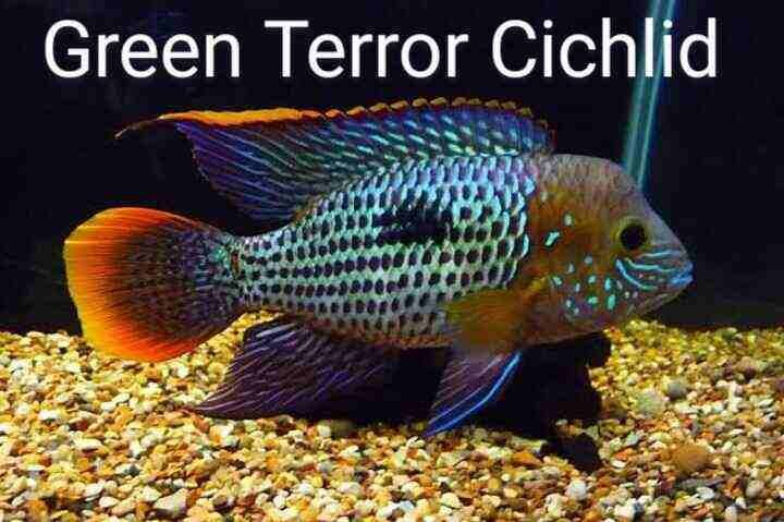 Green Terror Cichlid