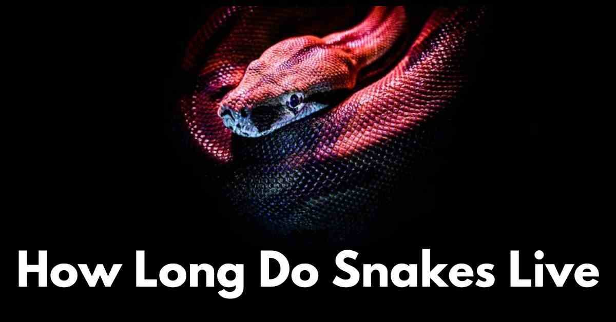 How long do snakes live