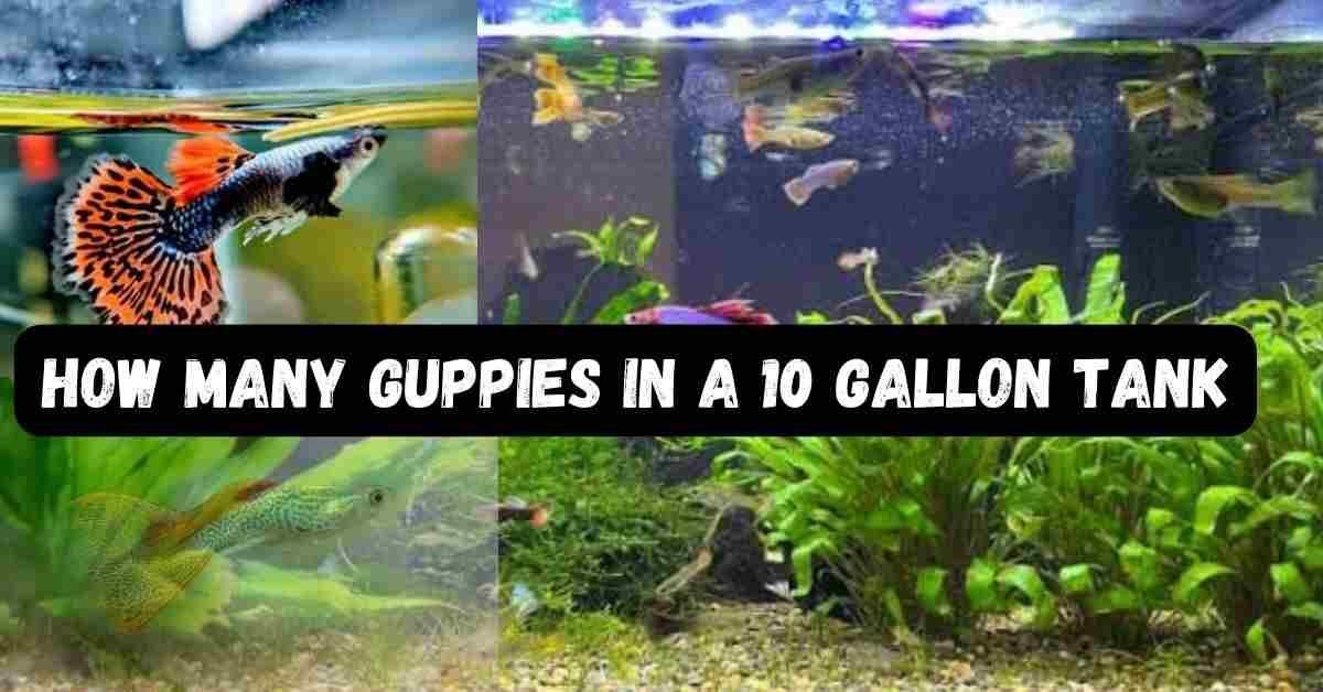 How many Guppies in a 10 Gallon Tank