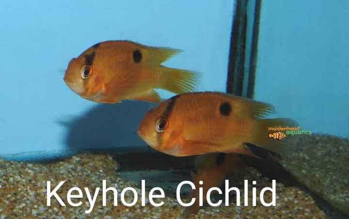 Keyhole Cichlid