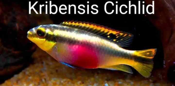 Kribensis Cichlid