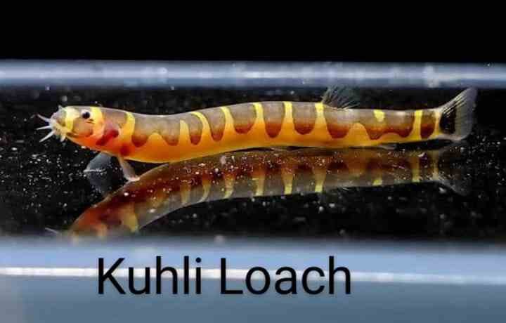 Kuhli Loach