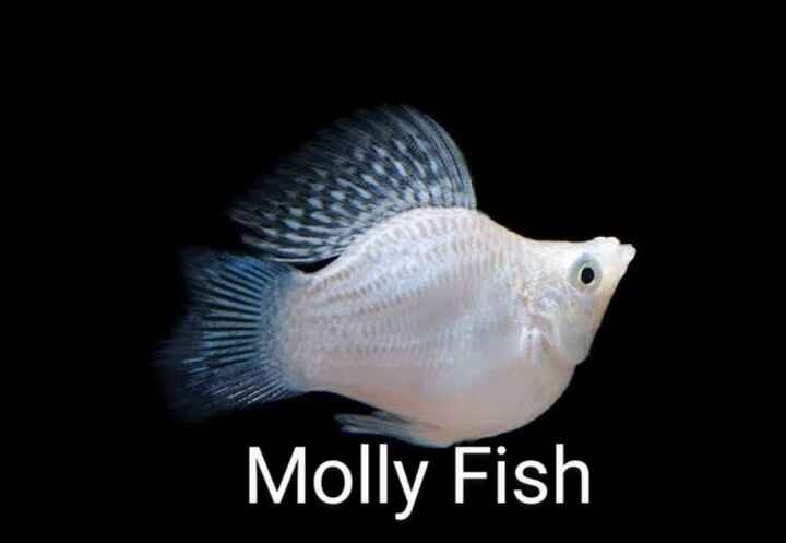 Molly Fish