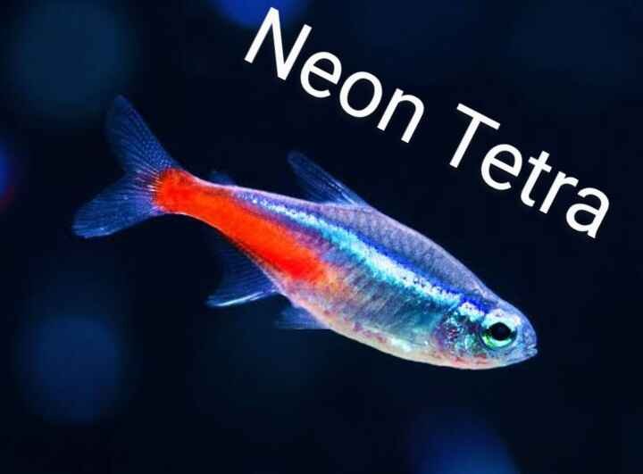 Neon Tetra