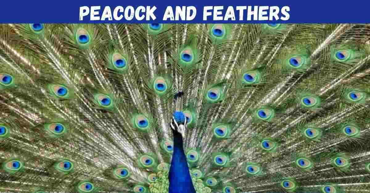 Peacock and Feathers