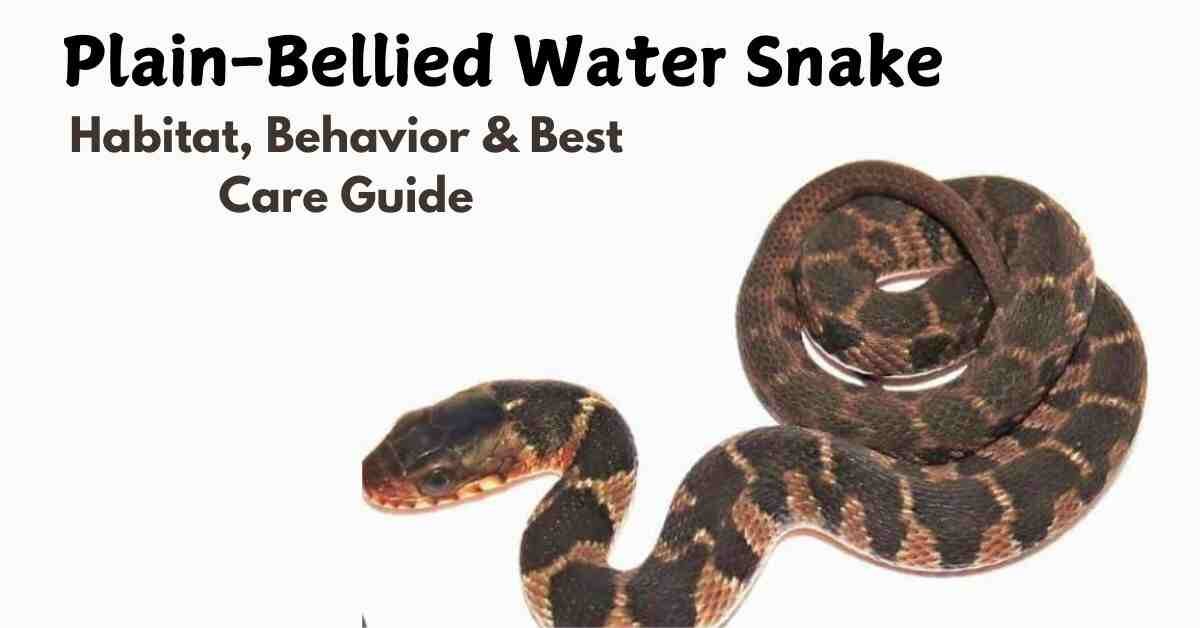 Plain-Bellied Water Snake