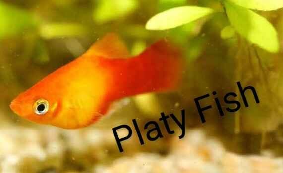 Platy Fish