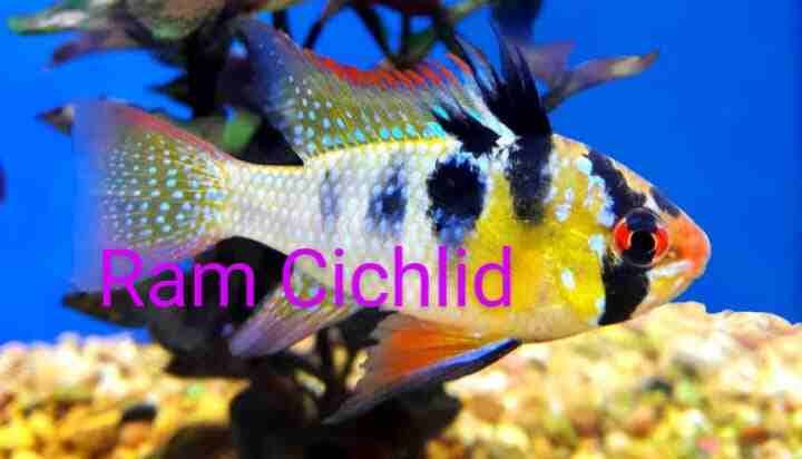 Ram Cichlid