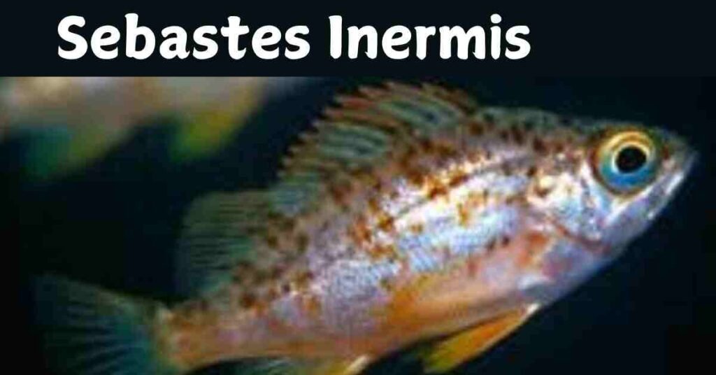 Sebastes Inermis