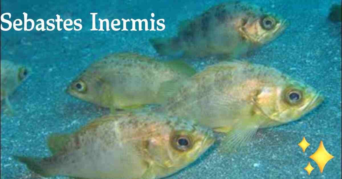 Sebastes Inermis