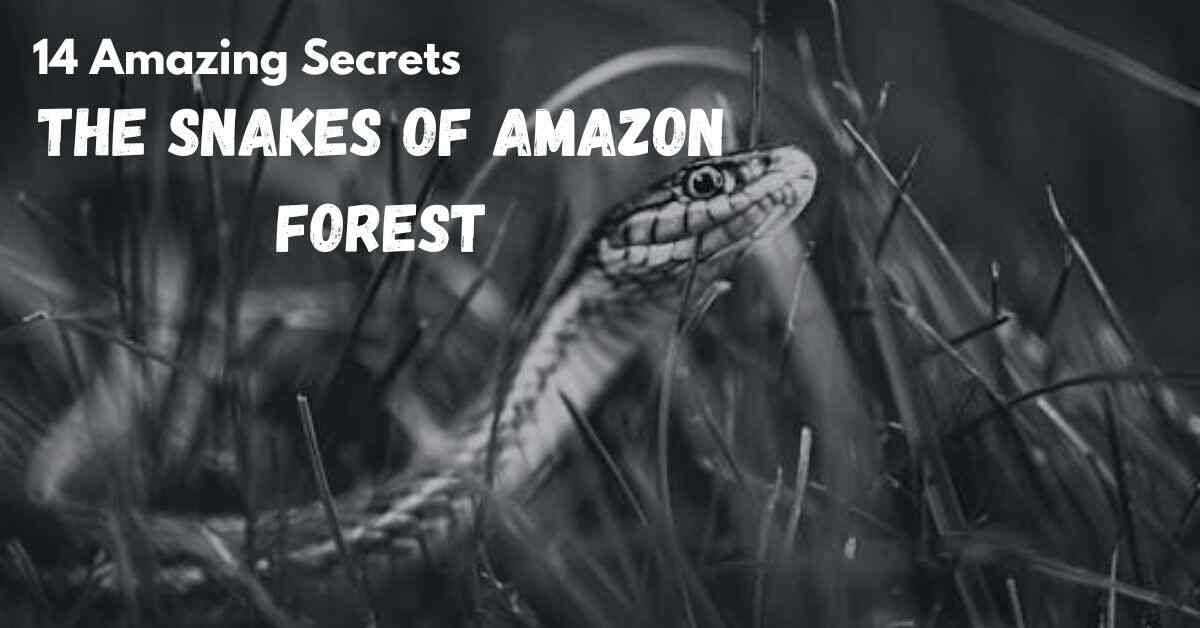 Snakes of Amazon Forest