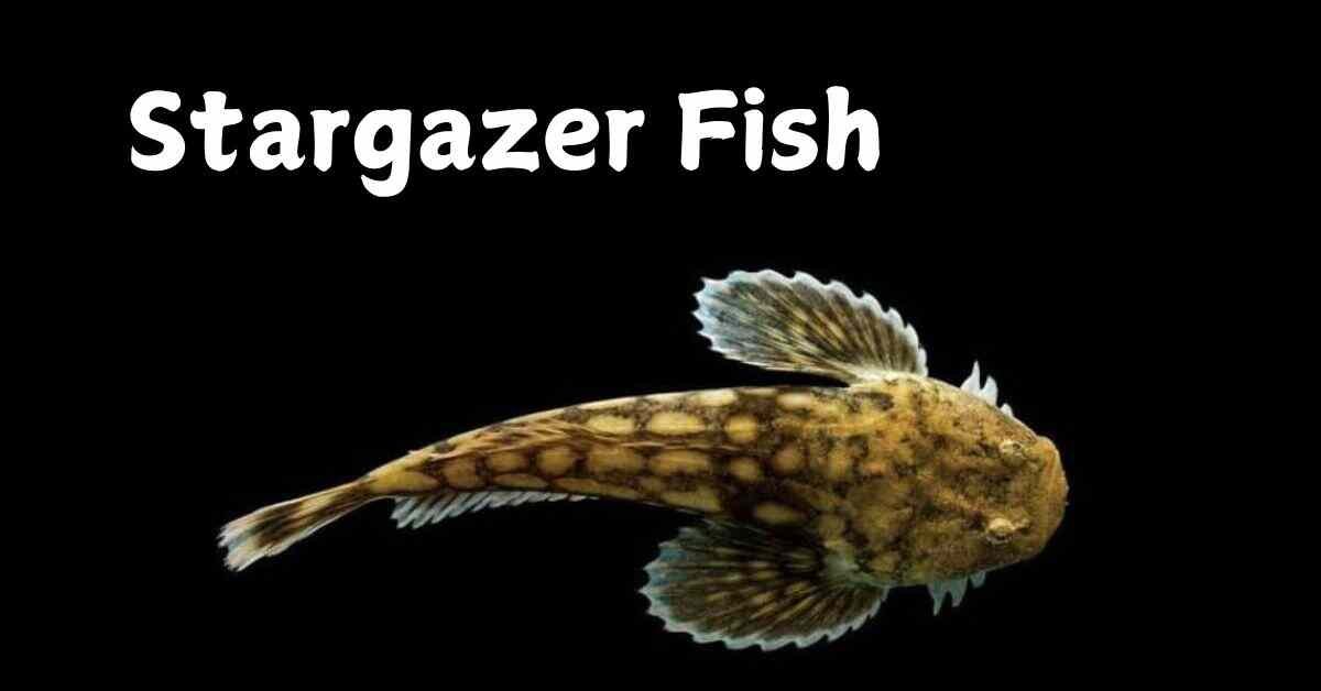 Stargazer Fish