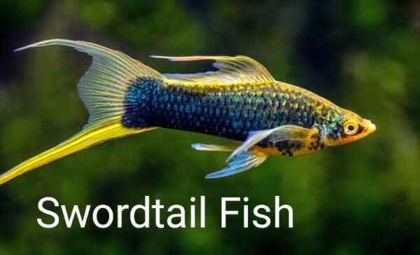 Swordtail Fish