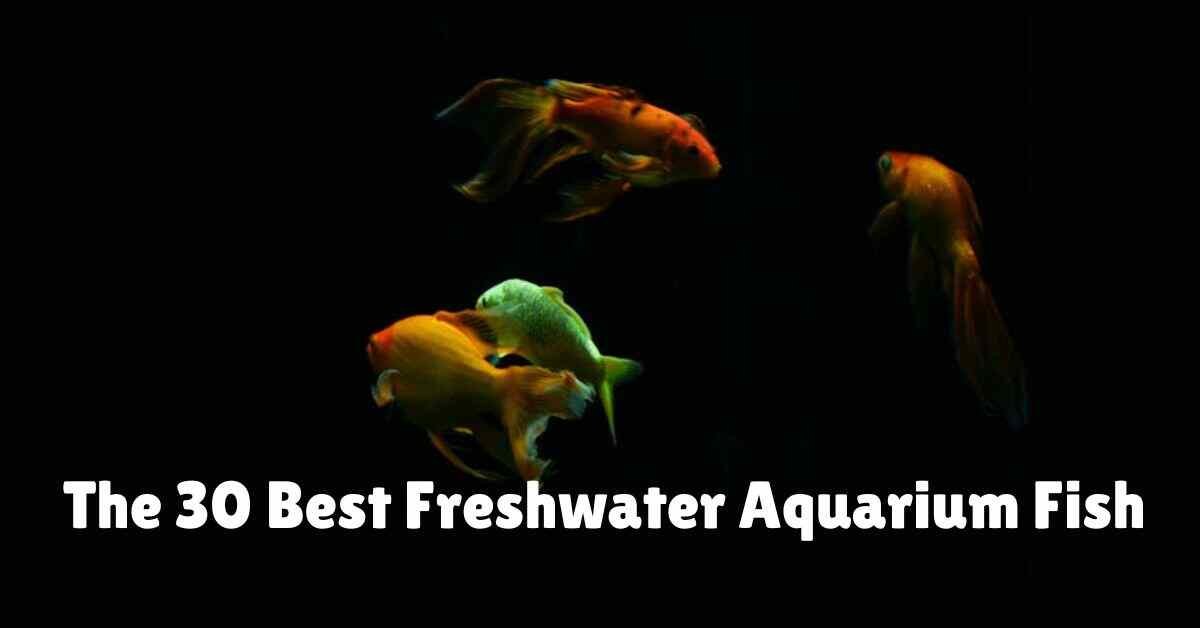 Freshwater Aquarium Fish 