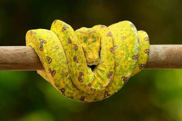 The Snakes of Amazon Forest