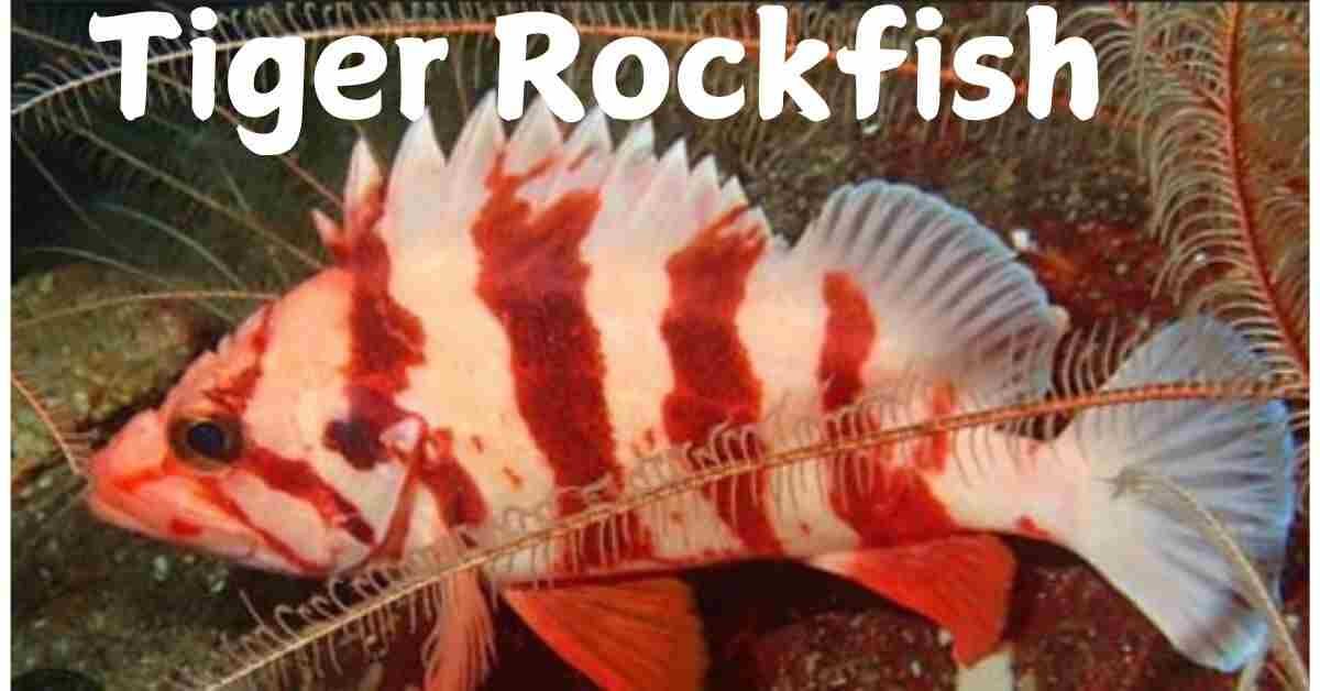 Tiger Rockfish