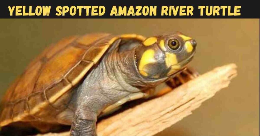 Yellow-Spotted Amazon River turtle