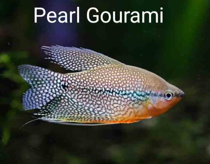 Pearl gourami 