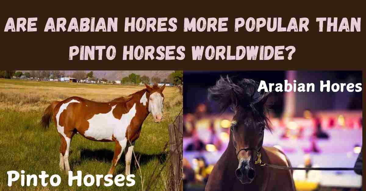 Are Arabian Hores More Popular Than Pinto Horses Worldwide