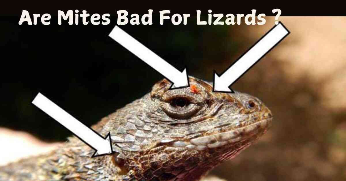 Are Mites Bad For Lizards