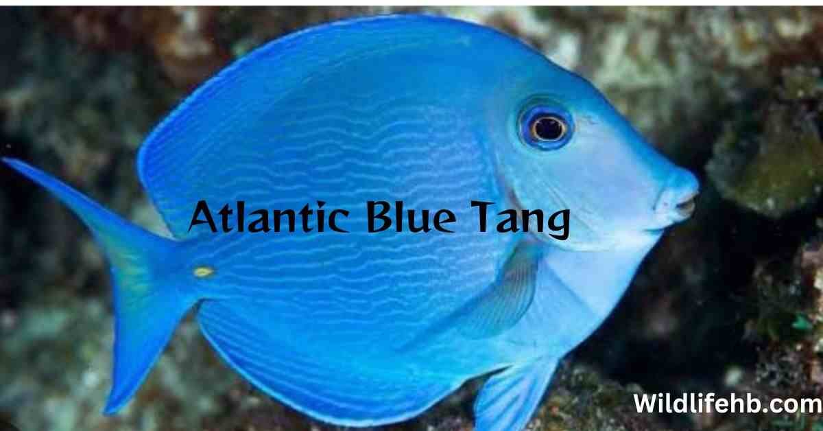 atlantic blue tang