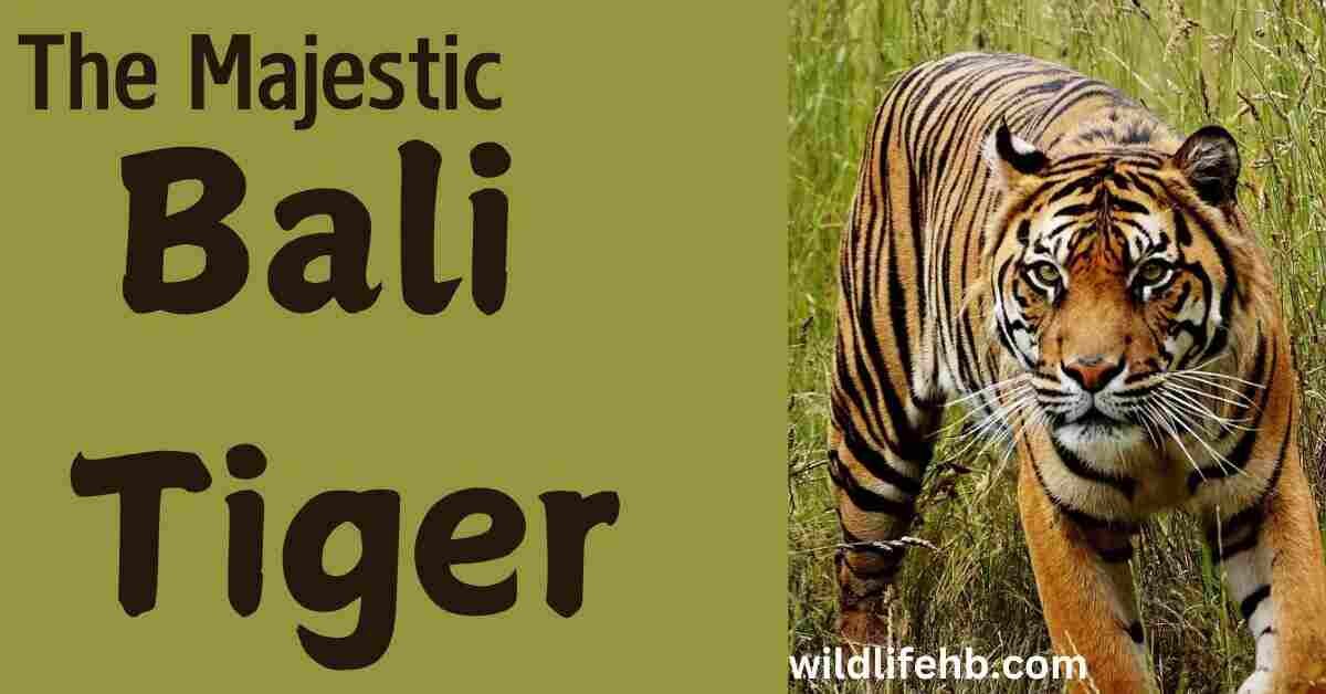 The Majestic Bali Tiger | 10 Amazing Facts - WildlifeHB