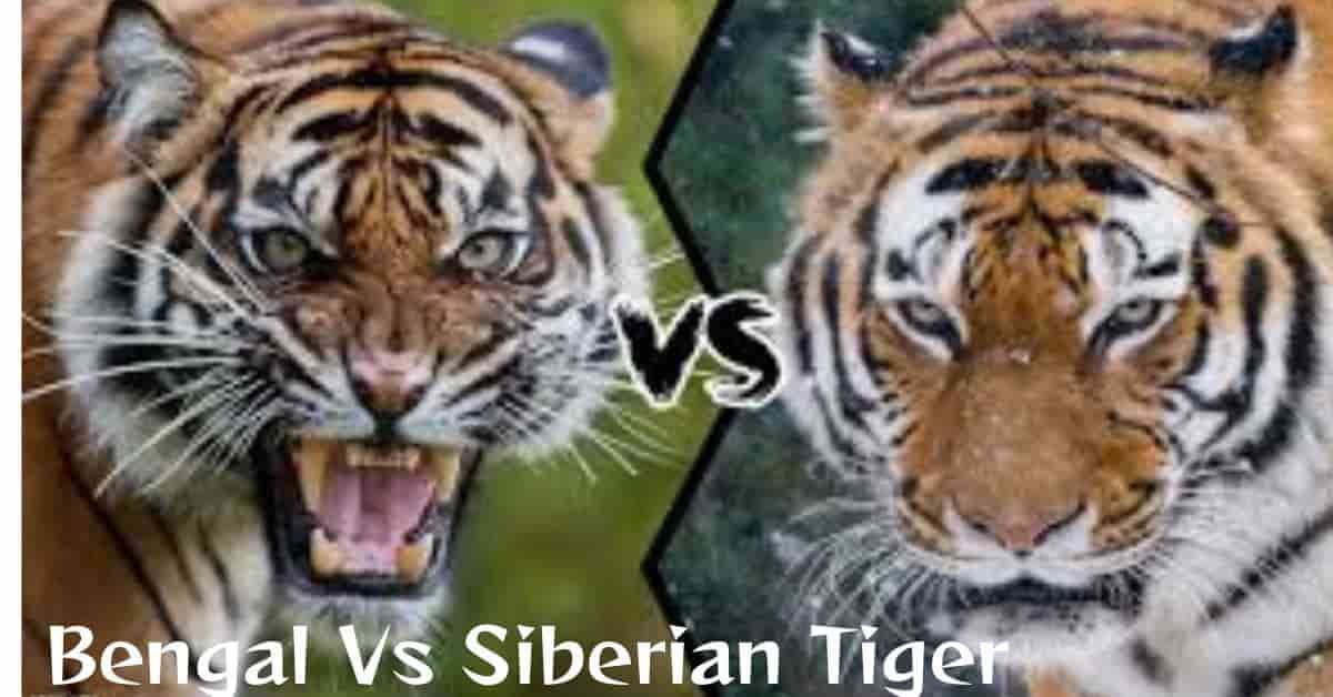 Bengal Vs Siberian Tiger