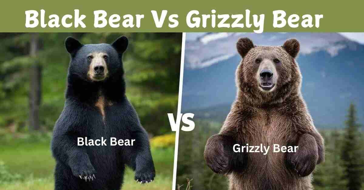 Black Bear Vs Grizzly