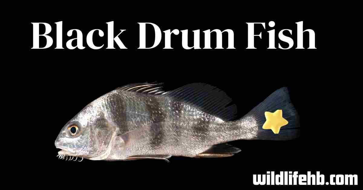 Black Drum Fish