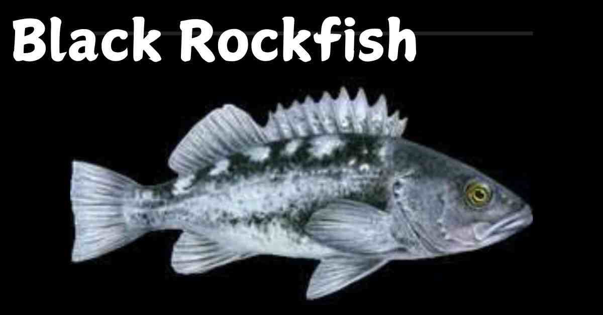 Black Rockfish