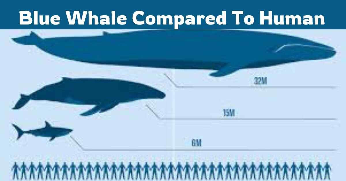 Blue Whale Compared To Human