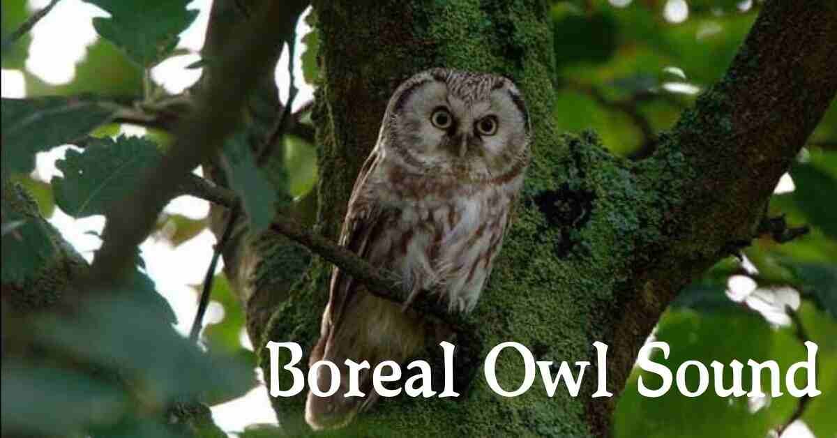 Boreal Owl Sound