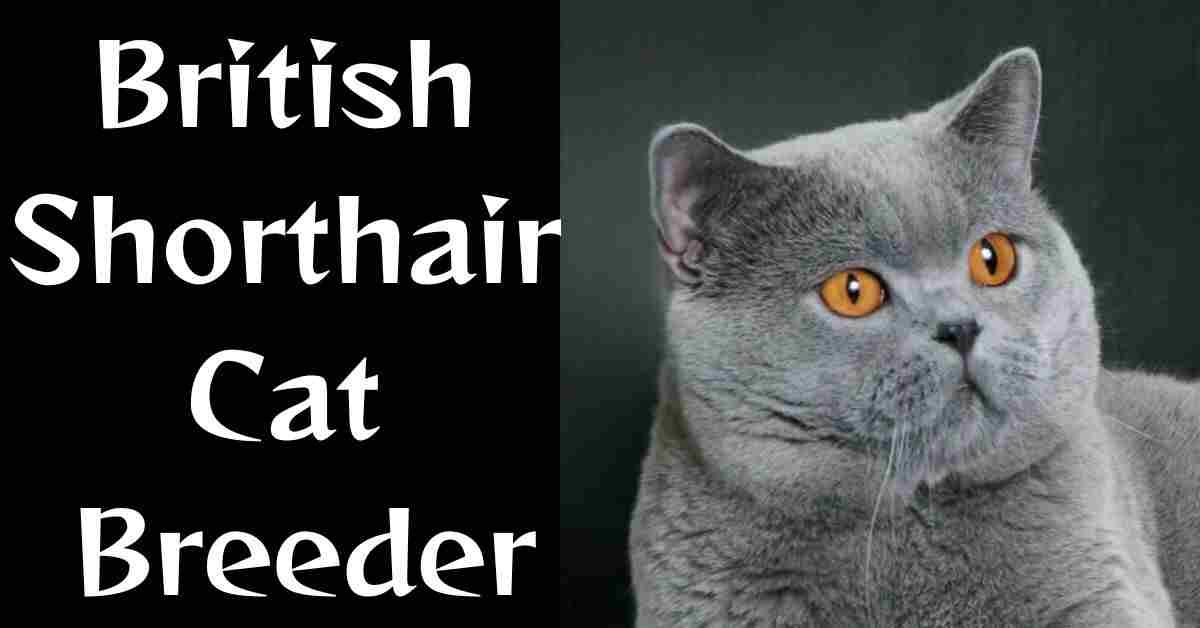 British Shorthair Cat Breeder