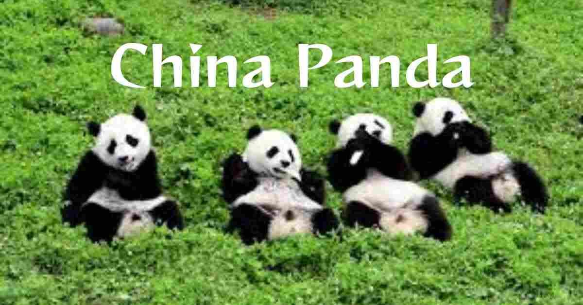 China Panda