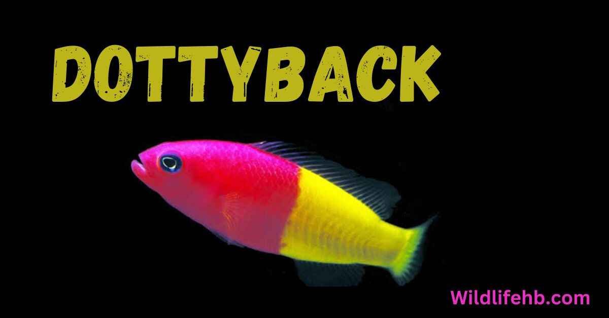 Dottyback