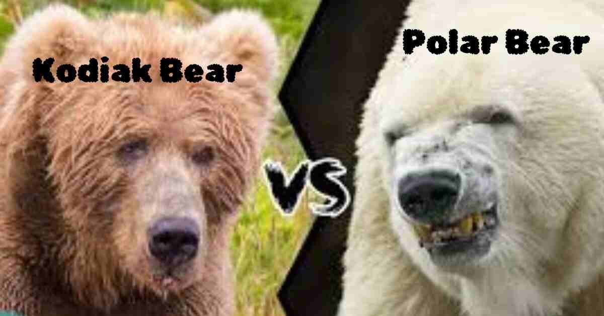 Kodiak Bear Vs Polar Bear