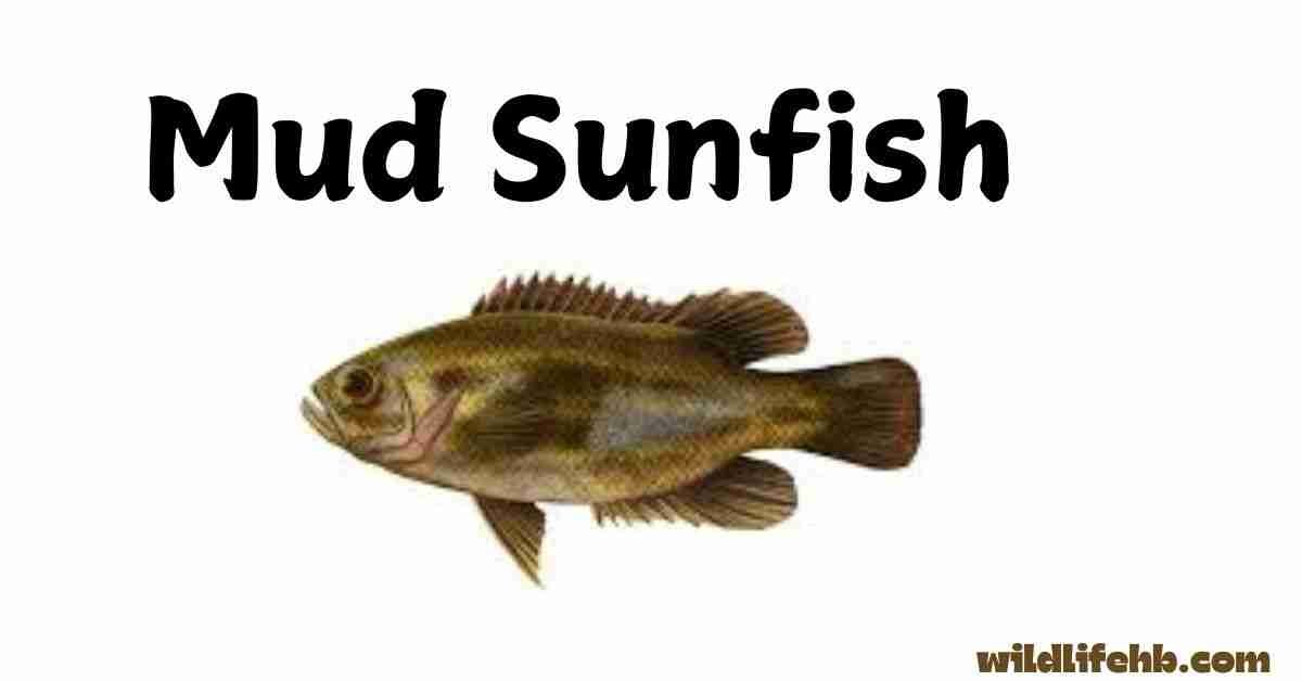 Mud Sunfish