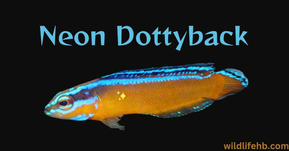 Neon Dottyback