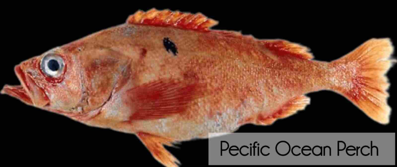 Pacific Ocean Perch