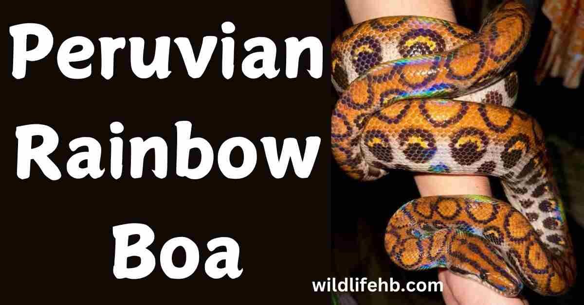 Peruvian Rainbow Boa