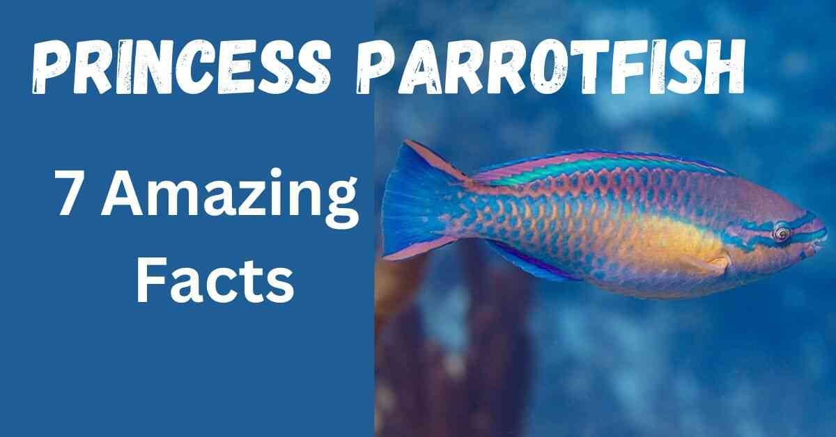 Princess Parrotfish