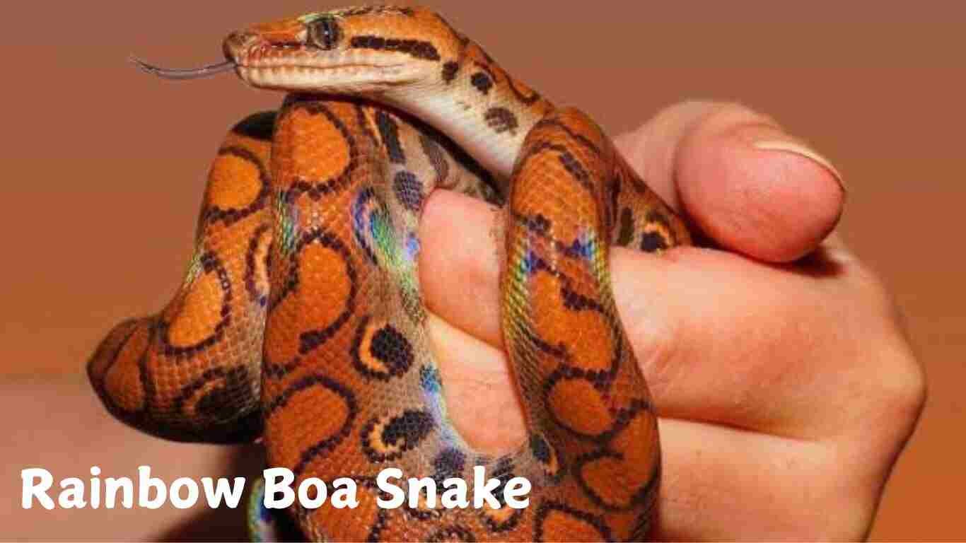 Rainbow Boa Snake 