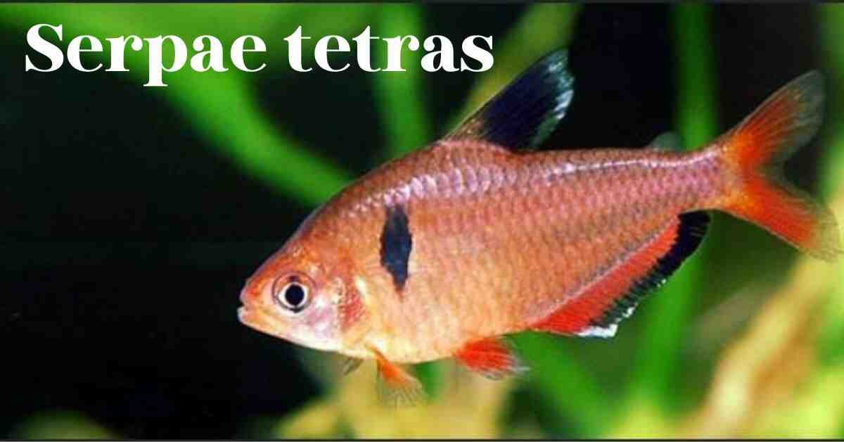 Serpae tetras