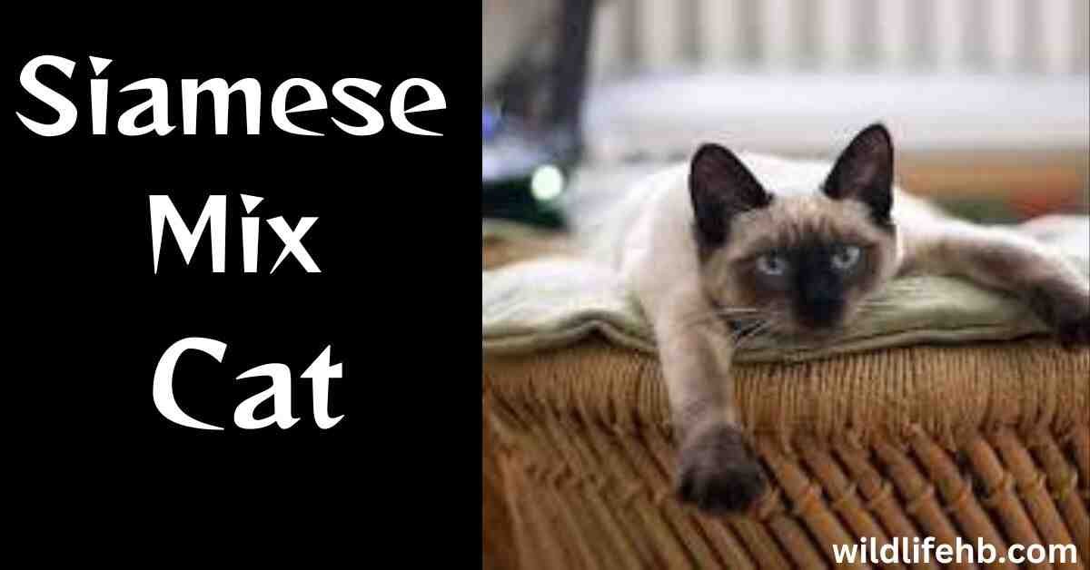 Siamese Mix Cat