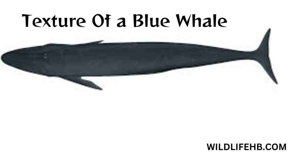 texture of a blue whale