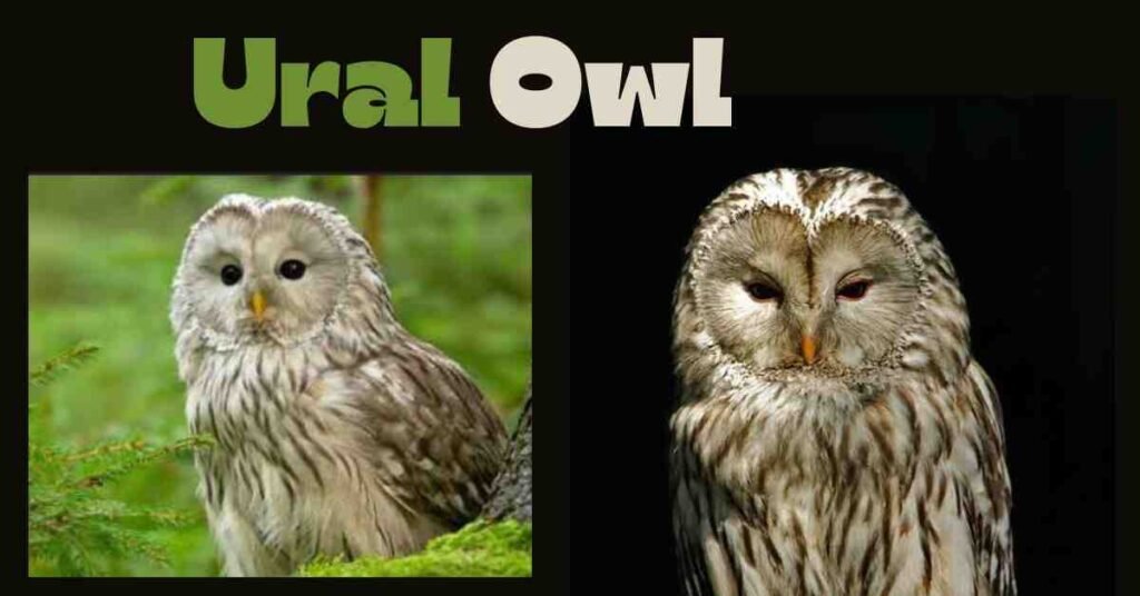 Ural Owl