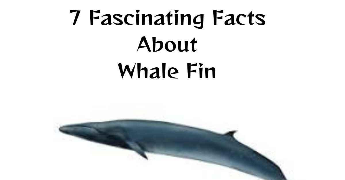 Whale Fin