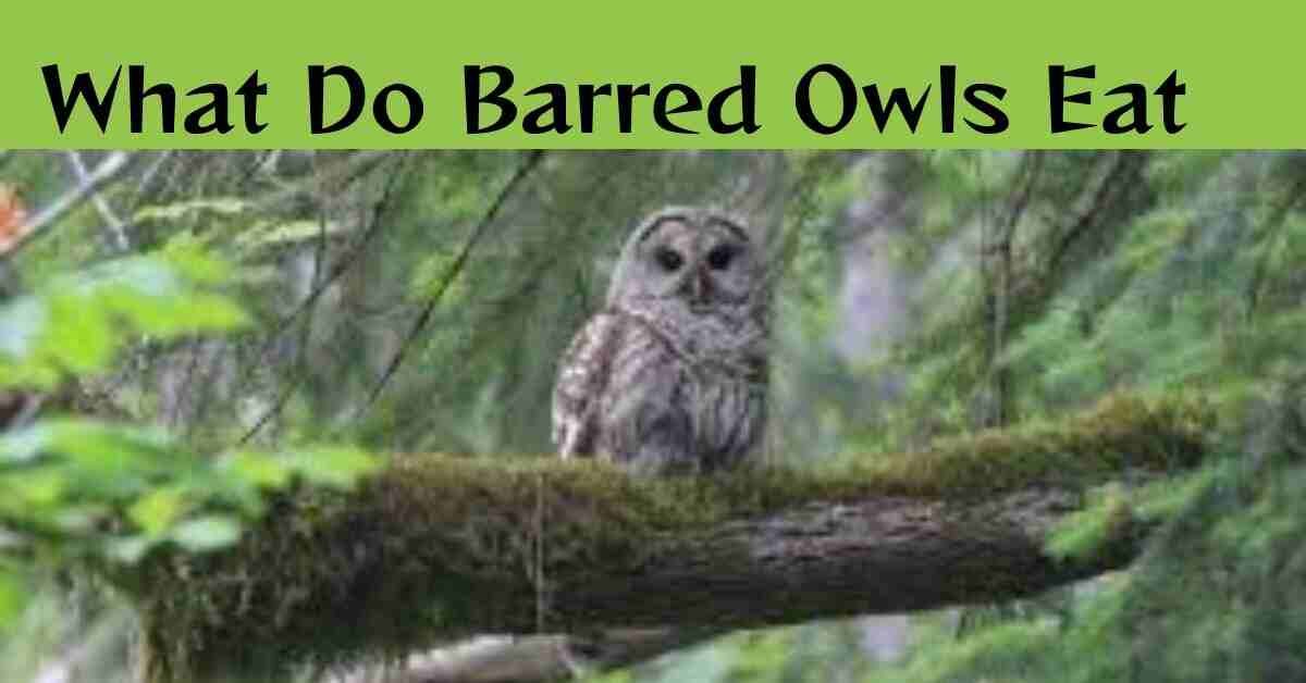 What Do Barred Owls Eat