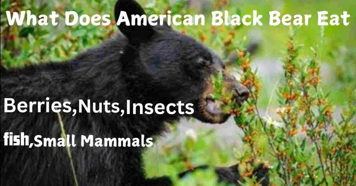 What does American black bear eat