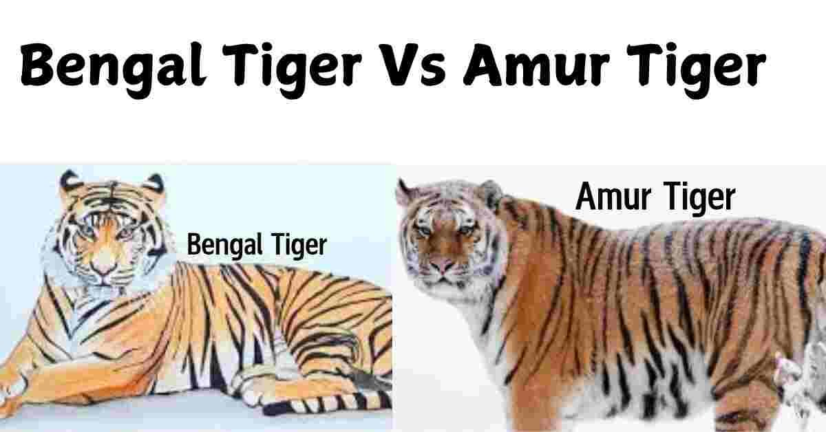 Bengal Tiger Vs Amur Tiger